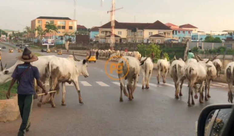 Herder collapses as 42 cows die in FCT community