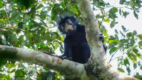 New monkey species with orange lips found 'hiding' in DR Congo forest