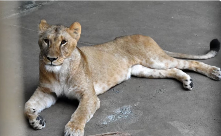 Three lions die in Tokyo as record-breaking temperatures hit East Asia