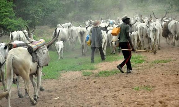 Gunmen kill 3 herders, 14 cattle in fresh Plateau attack