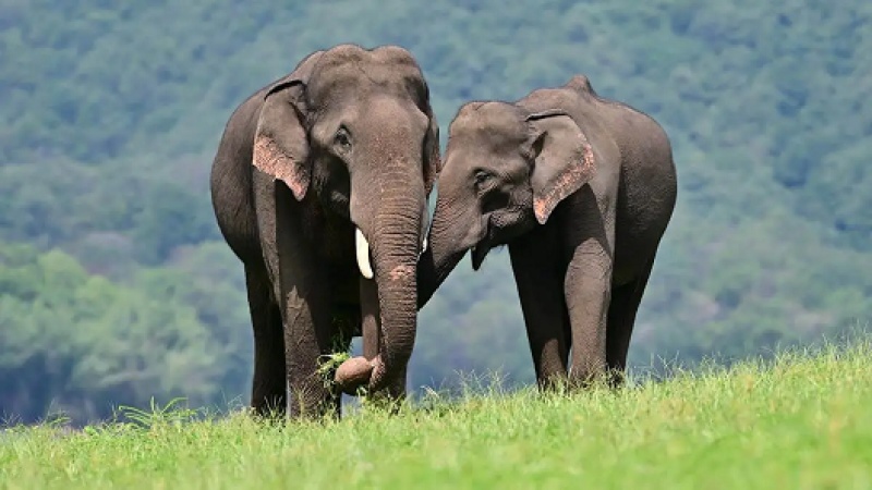 Nigeria’s 400 remaining elephants face fight for survival — Conservationists