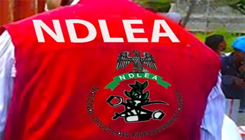 NDLEA, Army seize 604.5kg cannabis in Edo, hunt suspected drug kingpin