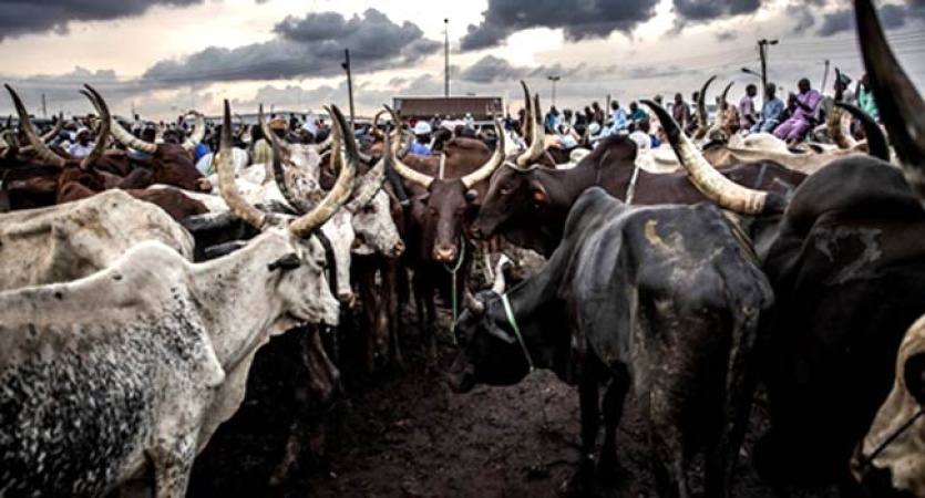 FG Unveils Federal-State-Private Sector Partnership To Transform Livestock Sector
