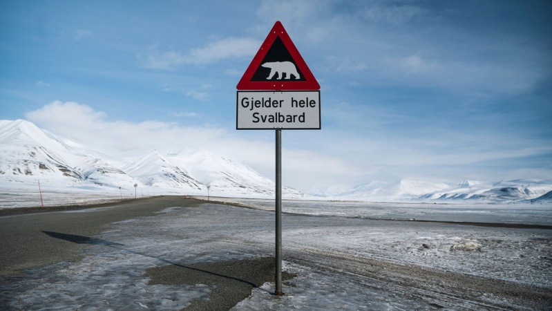 Person fined $5,000 for using foghorn to disturb sleeping polar bear