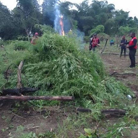 NDLEA destroys 4.6 tonnes of suspected cannabis farms in Edo