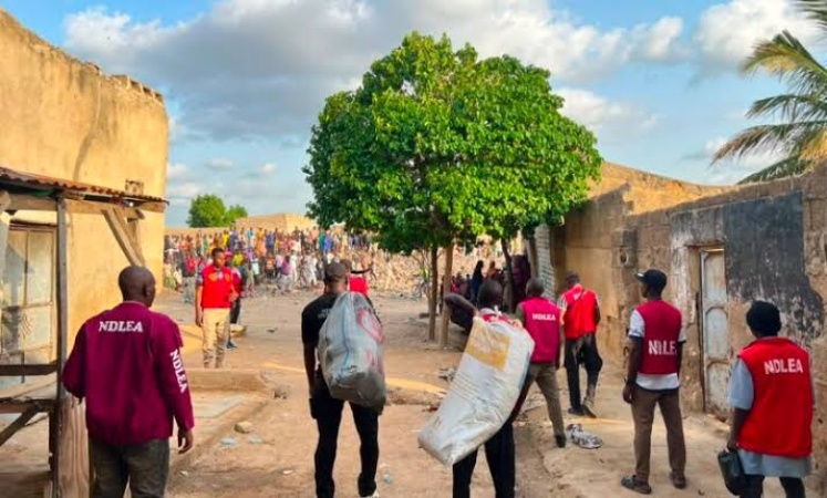 NDLEA launches ‘Operation Restore Order’, arrests 80 suspects in Kano