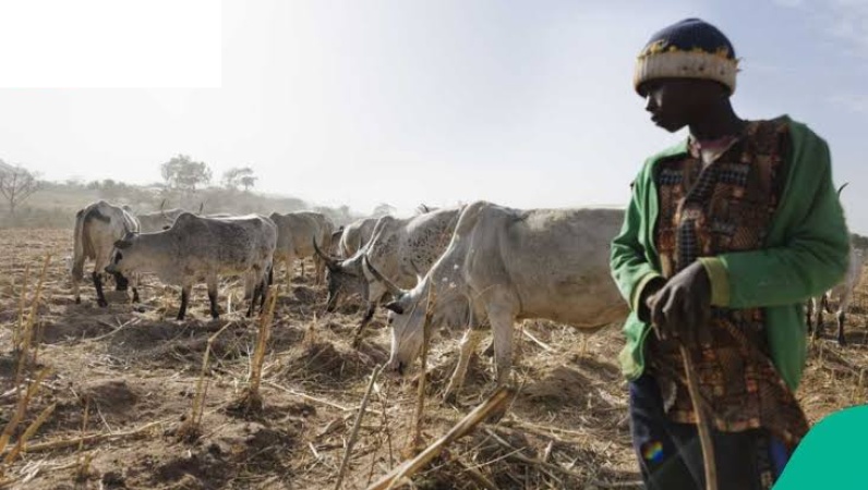 13-year-old herder killed in Plateau