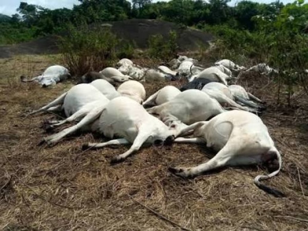 Gunmen kill 21 cattle in Plateau community