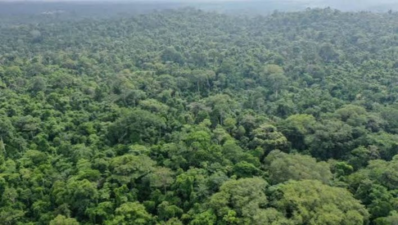 FG backs proposed National Forest Association, seeks greater investment