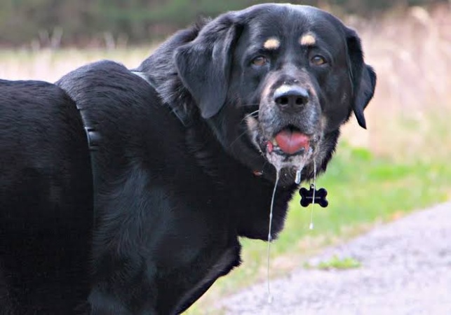 Dogs attack telecom technician during installation work, send him to hospital