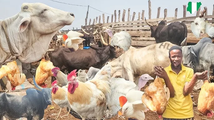 Stakeholders demand transparency over $2.5bn livestock deal