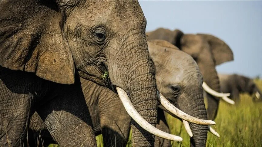 Kenya investigates suspected cyanide poisoning after 16 elephants die in Amboseli ecosystem