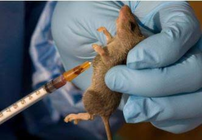 Lassa fever cases rise to 1,035, deaths hit 252- NCDC