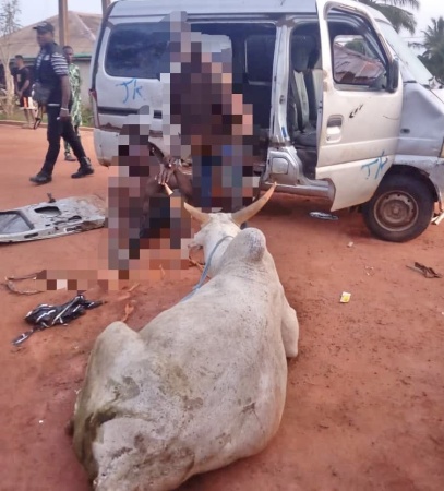 Kebbi community tip-off helps Police arrest 2 cattle rustlers, recover cows