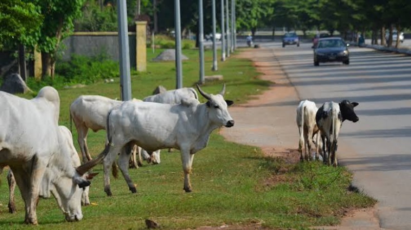 Police not responsible for control of roaming cattle in Abuja — Spokesman