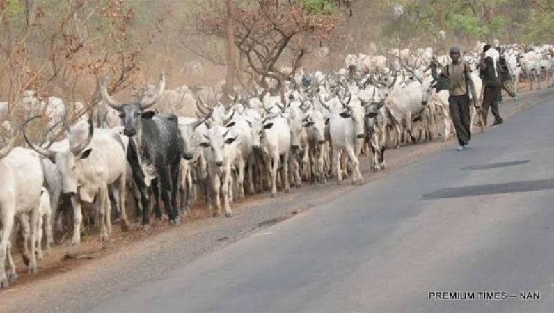 MACBAN raises alarm over alleged killings, displacement of Fulani pastoralists in Niger, Kebbi