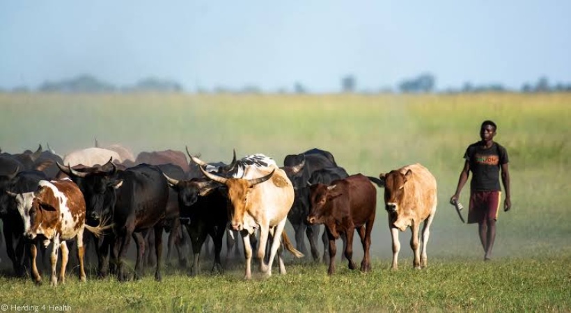 Insecurity: We lost 200,000 cattle, 50 members to rustlers, bandits in 9 months — MACBAN