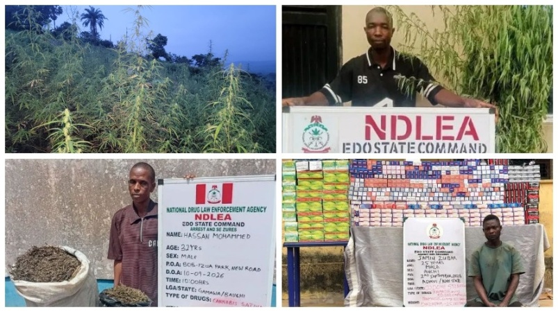 NDLEA destroys 5 marijuana farms, seizes 50,000 capsules of tramadol in Edo