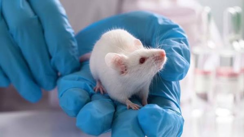 Part-human part-mouse brain developed in science breakthrough