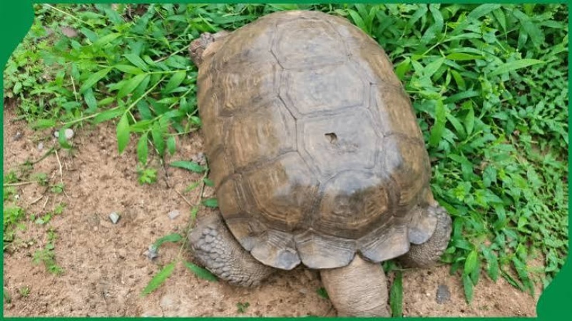 420-year-old tortoise dies in Alaafin’s palace