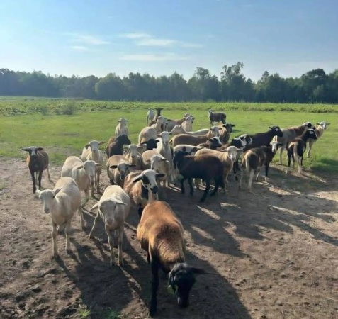 Security forces neutralise 18 bandits, recover rifles, livestock in Katsina