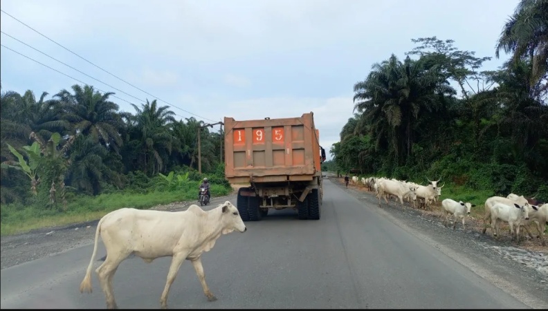 PHOTOS: Motorists, residents lament as cattle block Calabar-Itu highway