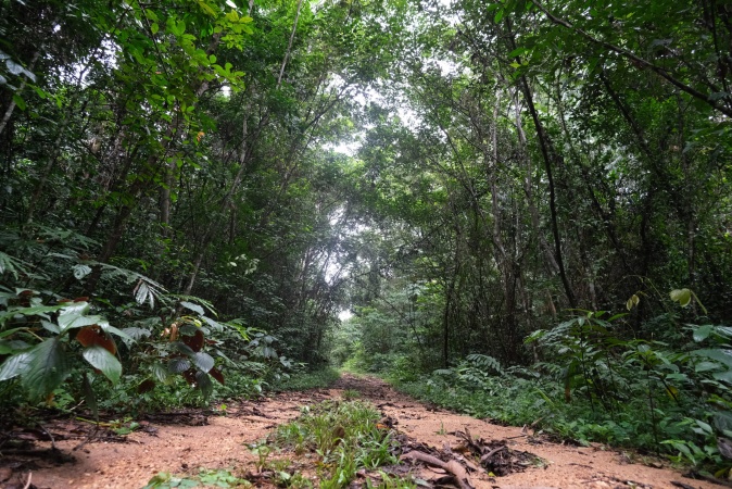 African governments drive new forest finance progress as global report warns funding globally must scale faster