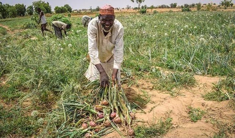 FG advances food security through ONSA AgriShield Initiative