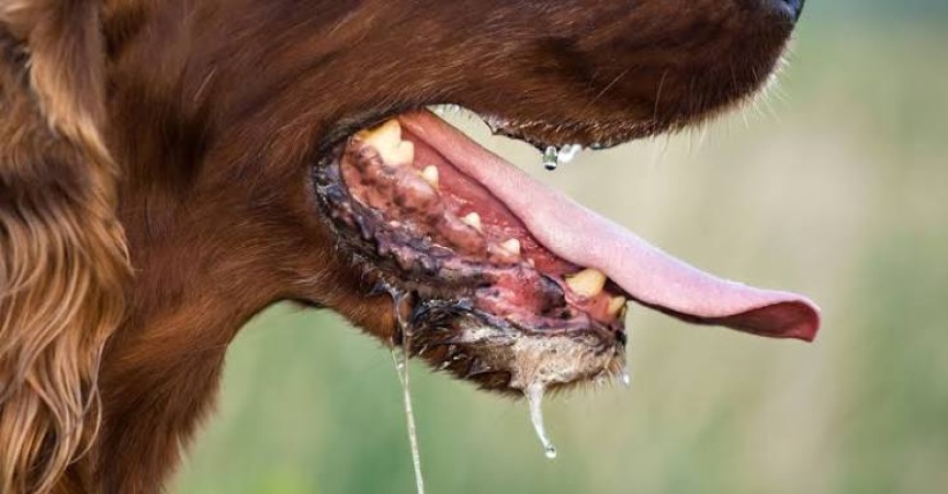 Rabies scare: Suspected infected dog bites 18 in Kano