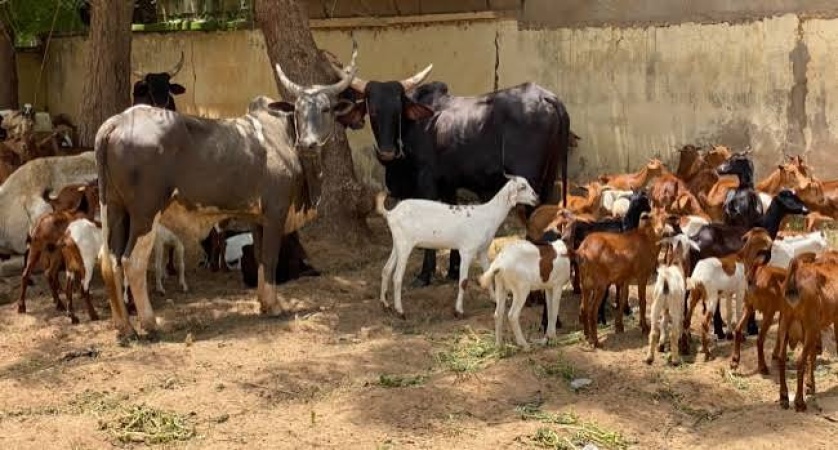 Bandits abduct 9, rustle over 200 livestock in Sokoto