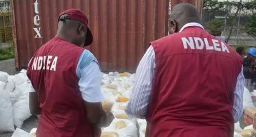 NDLEA, Army destroy cannabis farms, arrest two suspects in Edo