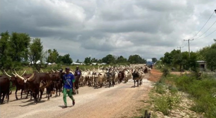 Troops recover about 800 suspected rustled cattle from terrorists in Plateau