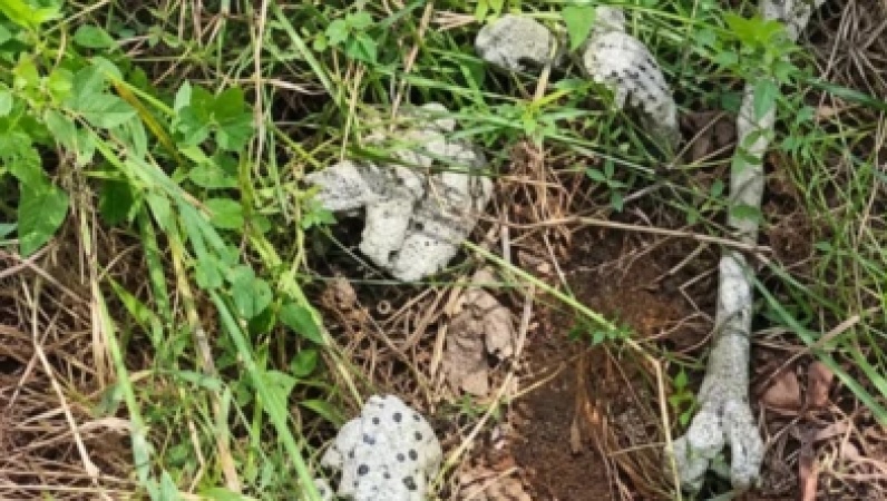 8 human skulls found as suspects flee Abia forest camps