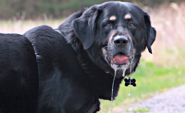 What to do to avoid rabies after being bitten by dog — Expert