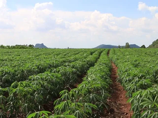 Ondo: Farmer Found Dead on Cocoa Plantation