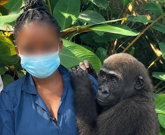 Nigeria Customs repatriates rescued gorilla to Republic of Congo
