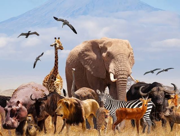 2026 World Animal Day: Heat, drought, floods put animals at risk, experts warn