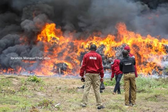 NDLEA destroys 20,234kg cannabis farm in Osun, nabs 6-year fugitive