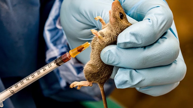 Lassa fever: Nigeria records 263 deaths, 1,115 confirmed cases in 2026