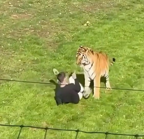 Man injured after tiger attack at UK wildlife park