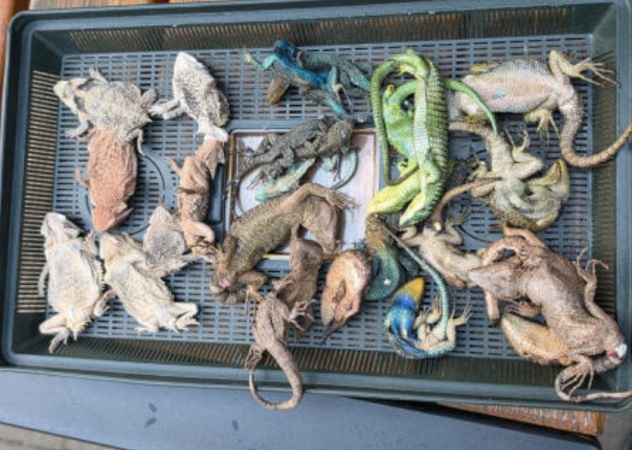 Man with suitcase full of snakes stopped at German airport
