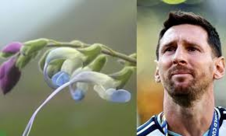 Scientists name newly-discovered plant species after Messi