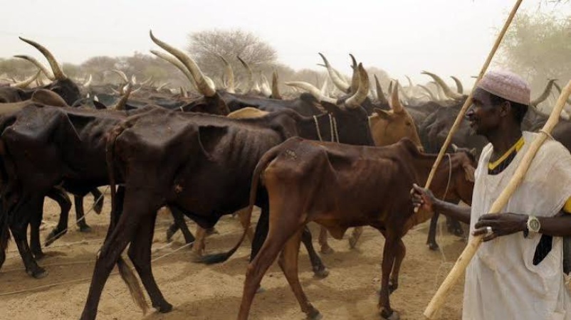 Miyetti Allah Chairman shot in targeted in Plateau community 
