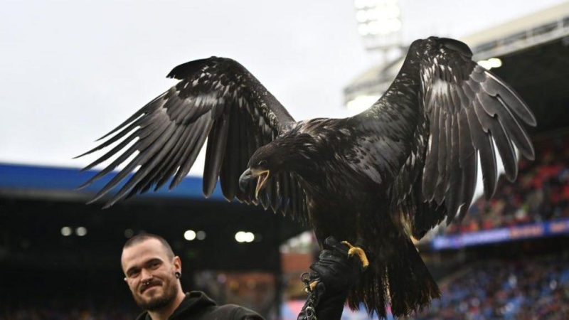 Crystal Palace urged to retire bald eagle mascot