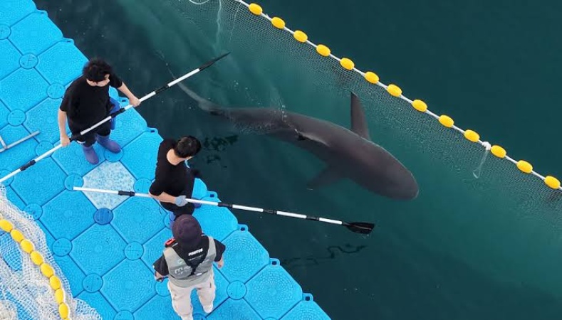 Celebrity shark defies authorities, returns to South Korean canal