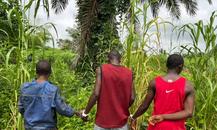 Police arrest 3 suspects, recover Indian hemp in Nasarawa