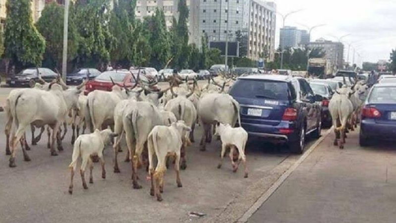 Oyo sets five-year jail term, N500,000 fine for open grazing