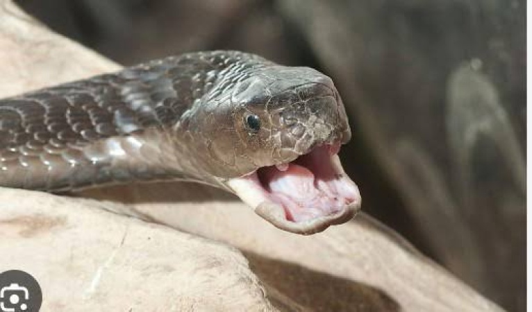 Nigeria records 43,000 snakebites, 2,500 deaths yearly