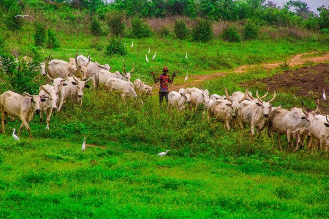 Respect Benue grazing law, Christian group tells FG