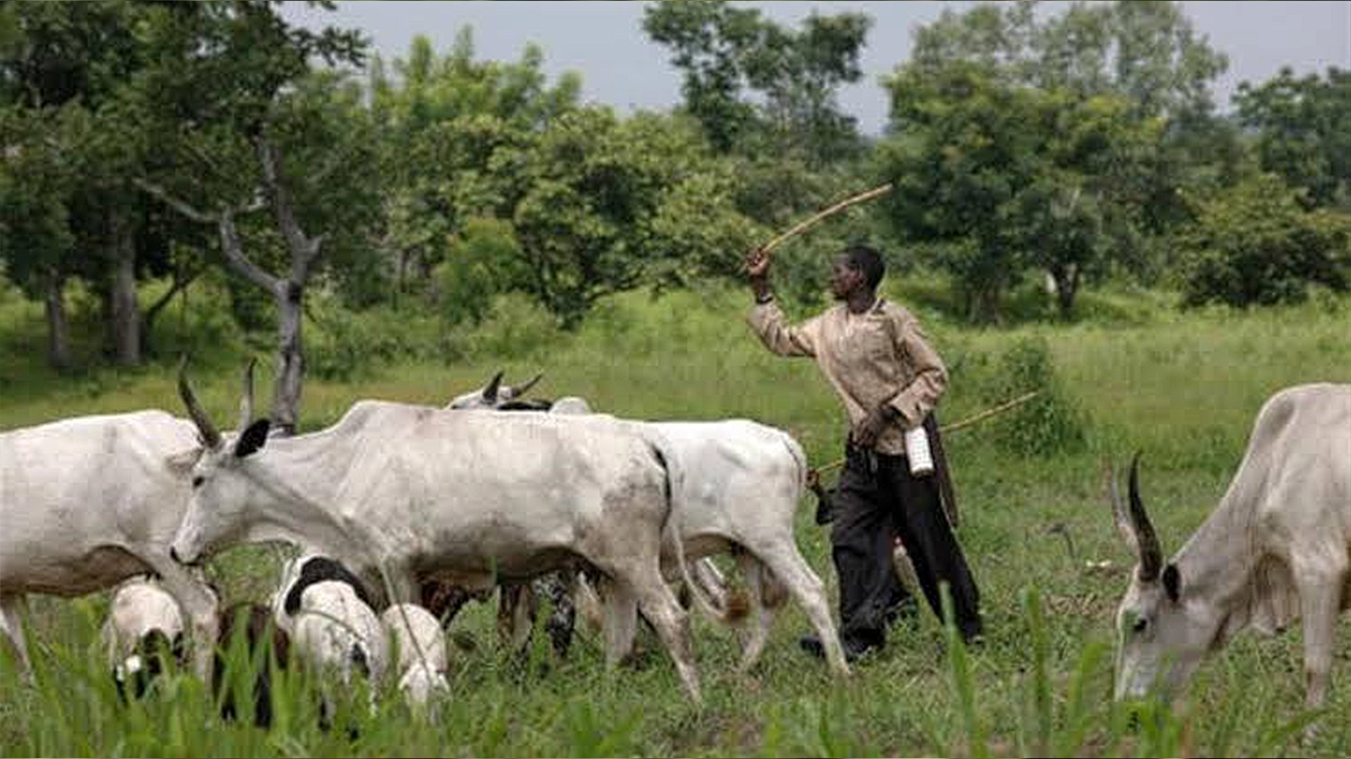 Oyo sets five-year jail term, ₦500,000 fine for open grazing